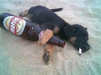 cachorro-bebado-na-praia