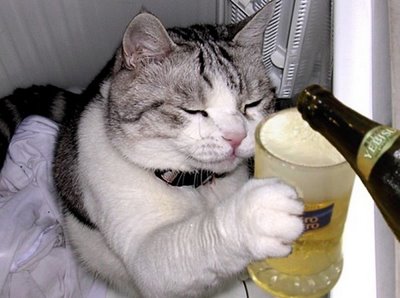 Gato-Bebado